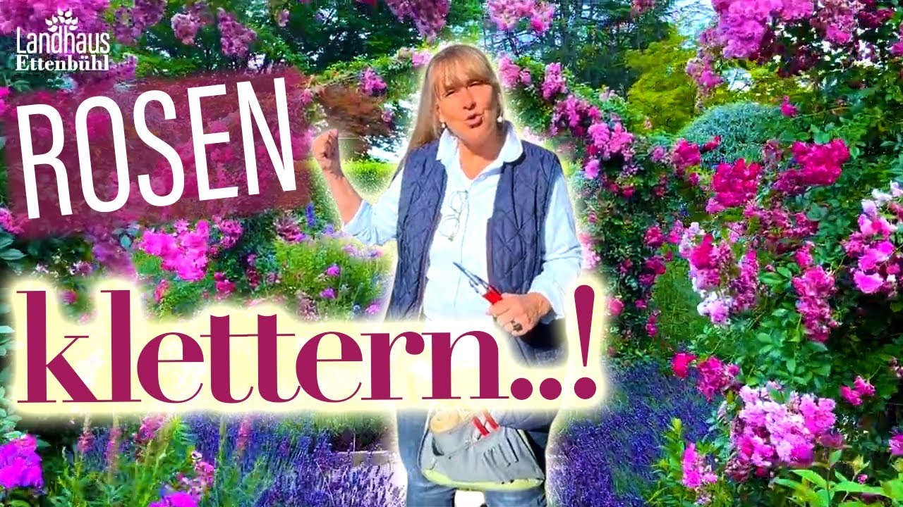 Öfterblühende Rambler & Kletterrosen 🌹 an RosenBÖGEN + Obelisken + Zaun + Mauer + Baum - RANKHILFE