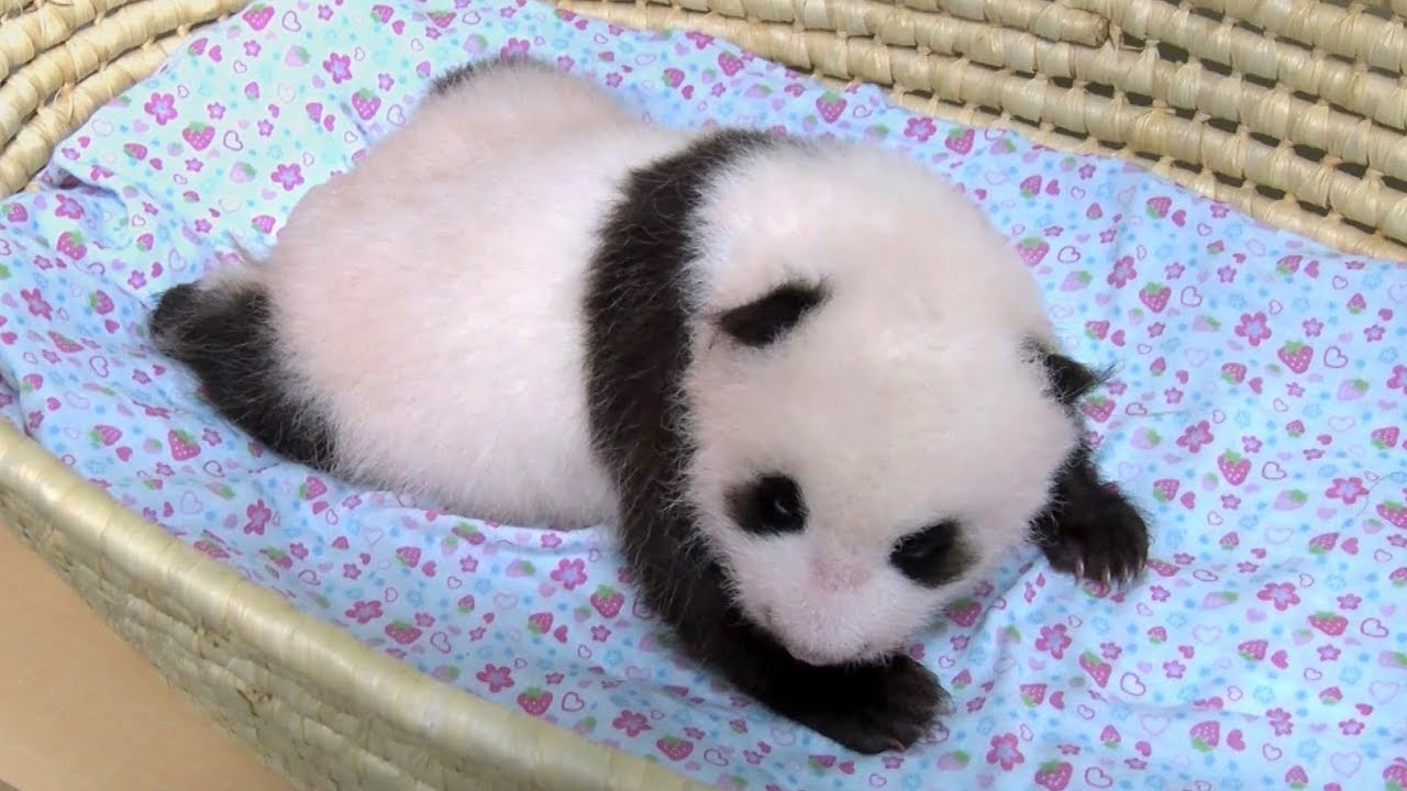 50 Days After a Rare Giant Panda Cub Born in Tokyo Ueno Zoo