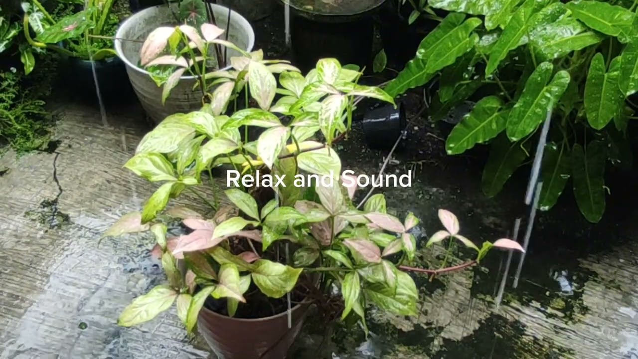 Relax Sound Light Rain in the Morning