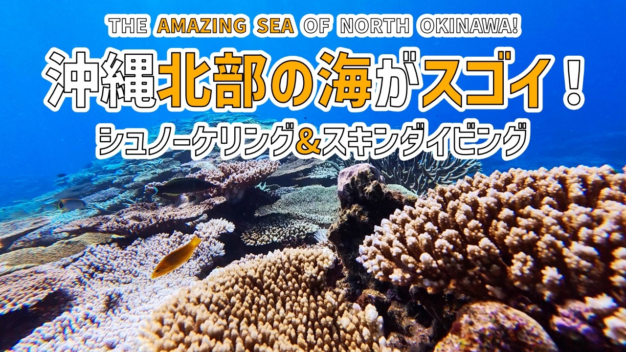 【伊是名島シュノーケリング】カラフルなモリモリ珊瑚🪸をスキンダイビングで満喫！まさかのクマノミ3種盛り❗️
