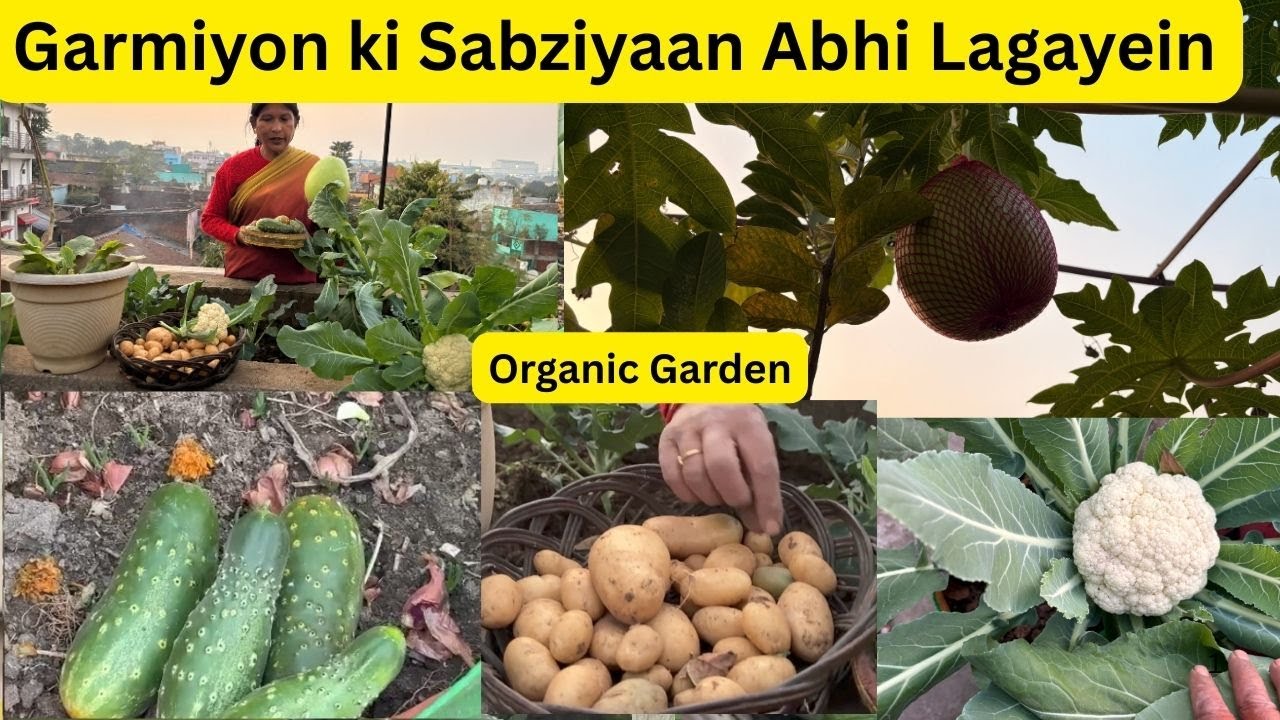 Garmiyon ki sabziyaan abhi laga sakte hai|Baingan ke beej kab aur kaise lagayein|Home gardening