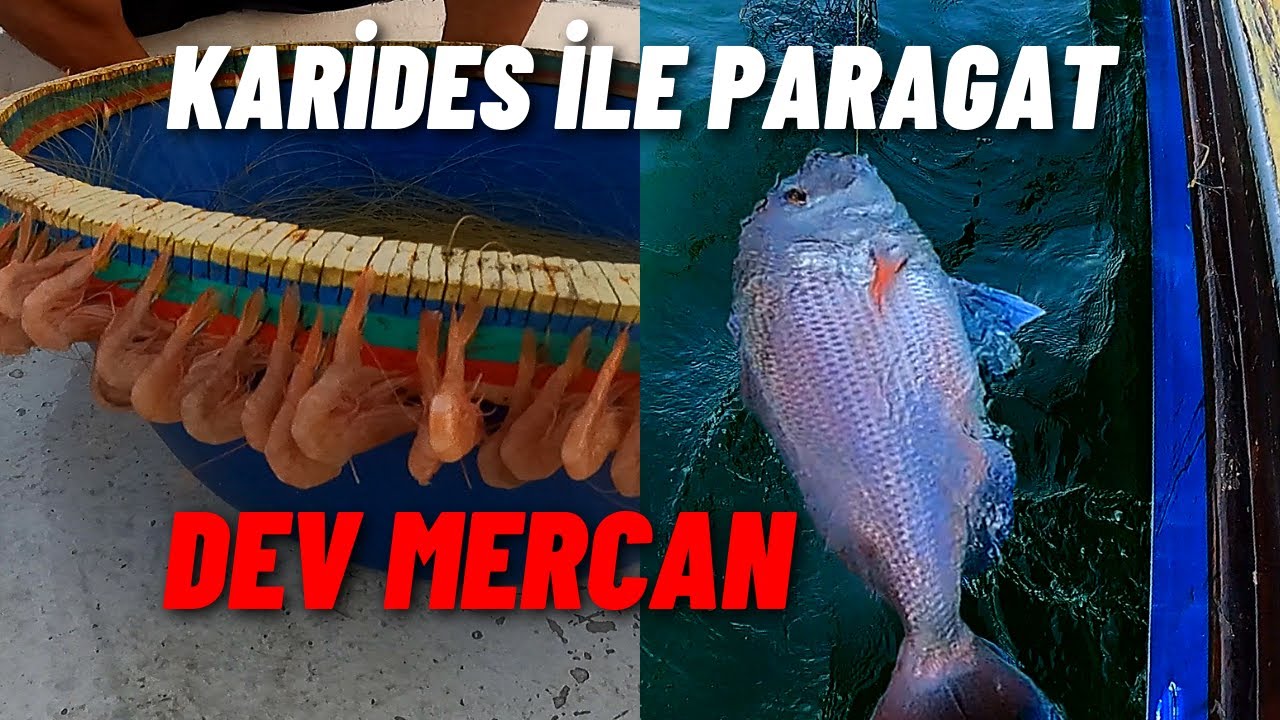 PARAGAT İLE GELEN DEV MERCAN !!!
