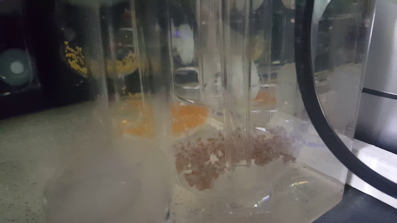 Incubator System for Red Claw eggs