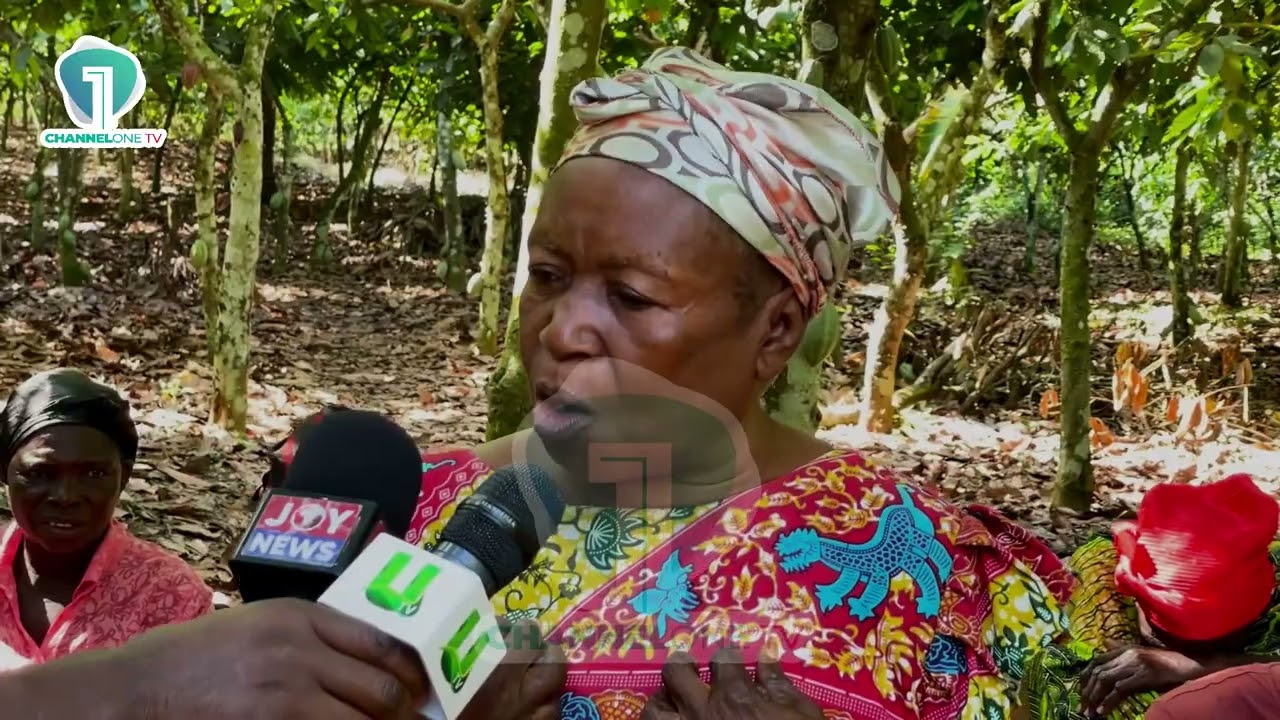 Adomefe Cocoa Farmers Appeal to Government Amid Hardships