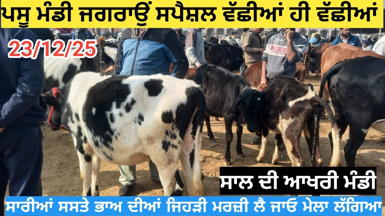 ਪਸੂ ਮੰਡੀ ਜਗਰਾਉਂ ਅੱਜ ਦੇ ਤਾਜ਼ਾ ਰੇਟ ਵੱਛੀਆਂ ਹੀ ਵਛੀਆਂ || Jagraon pashu mandi today || heifer cow ||