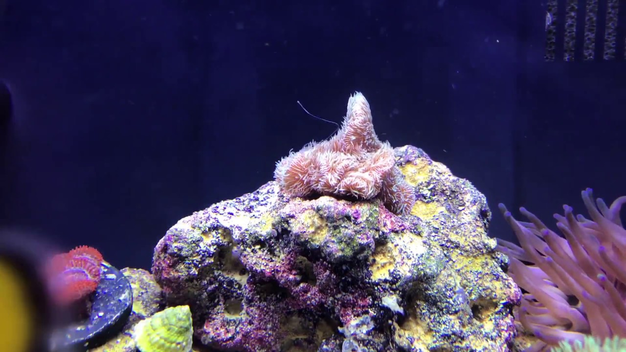 Pavona sweeper tentacle