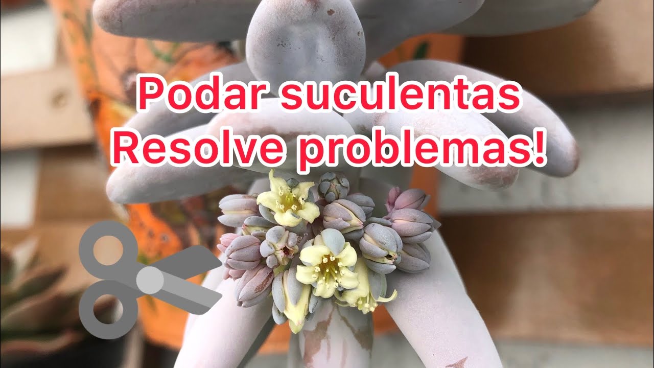 Como minhas suculentas desenvolveram depois da poda.