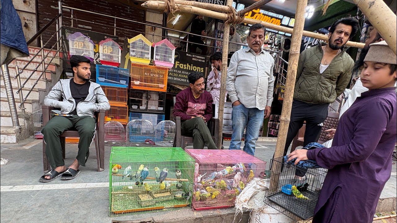 Lucknow Nakas Birds market Aaj market mein java bajare aur Cacatal birds aya 😱 #pets 