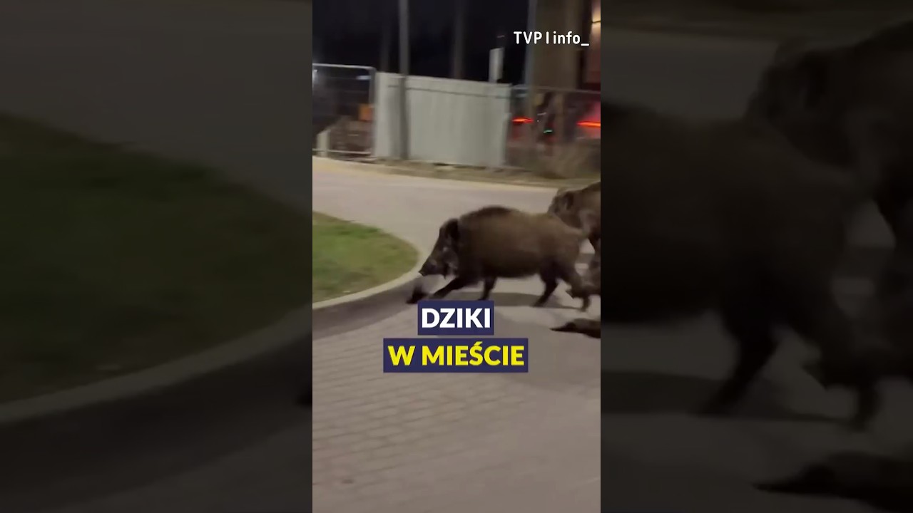 Dziki w mieście | 19.30 SHORT | 15.04.2026
