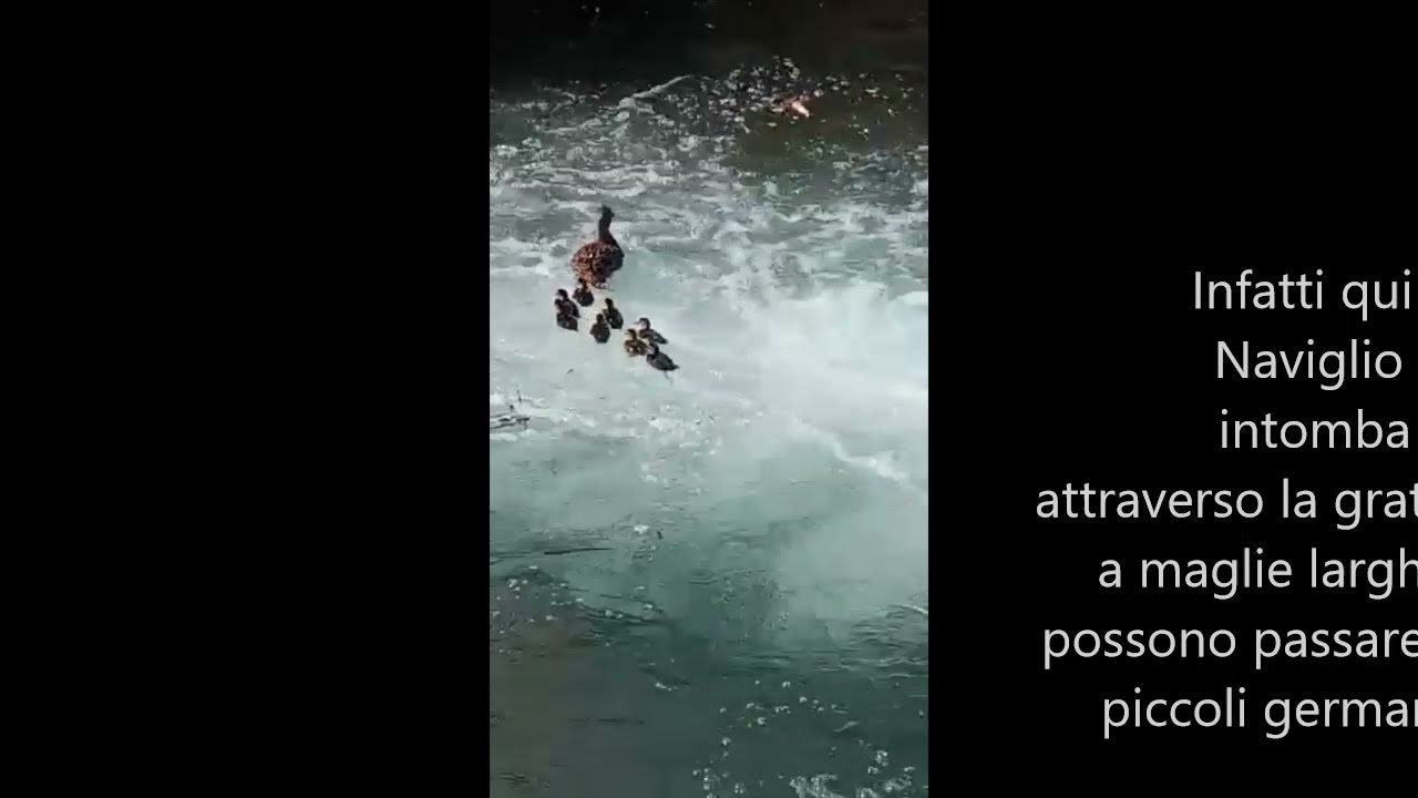 Anatroccoli in pericolo nel Naviglio Martesana, salvi grazie a ENPA Milano