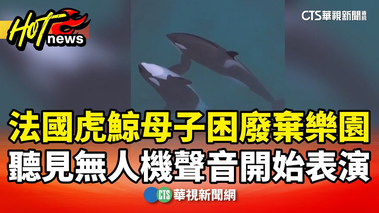法國虎鯨母子困廢棄樂園　聽見無人機聲音開始表演｜華視新聞 20251105 @CtsTw