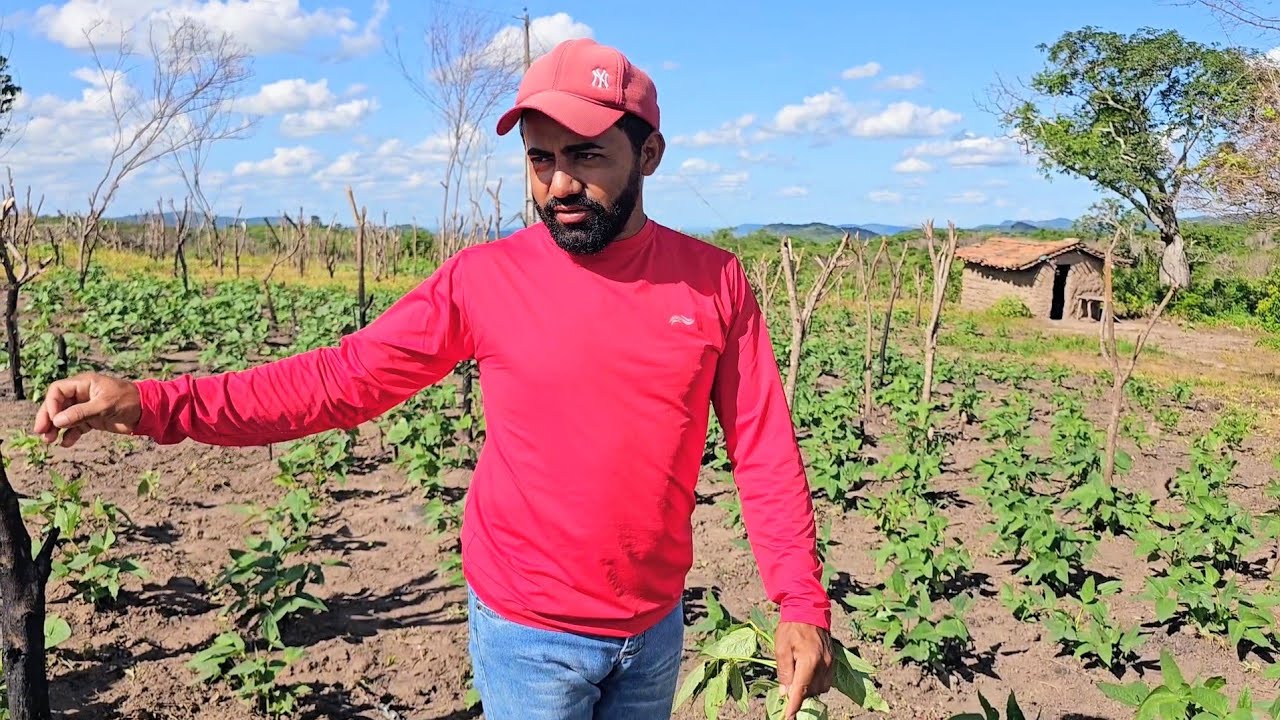 Até agora não faltou chuva na lavoura o roçado do agricultor tá lindo 🙏