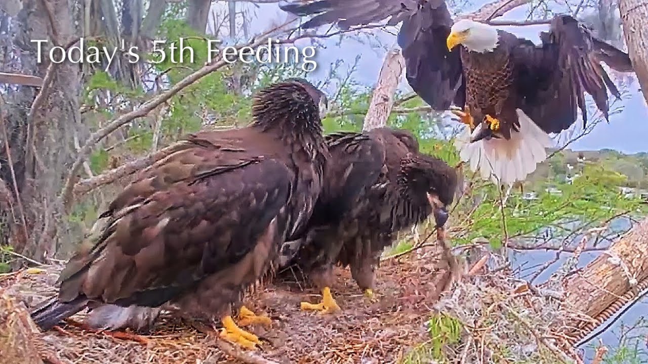 #428🦅Brutus🐥63° & Peanut🐥58°／Winter Park Eagle Nest 2026／Against All Odds:One-Eyed Mom／Wink💗Atlas