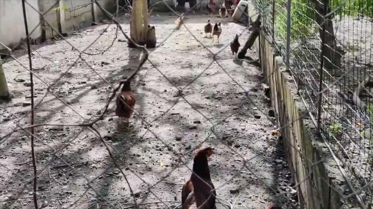 Pato's at Manokz sa aking munting backyard