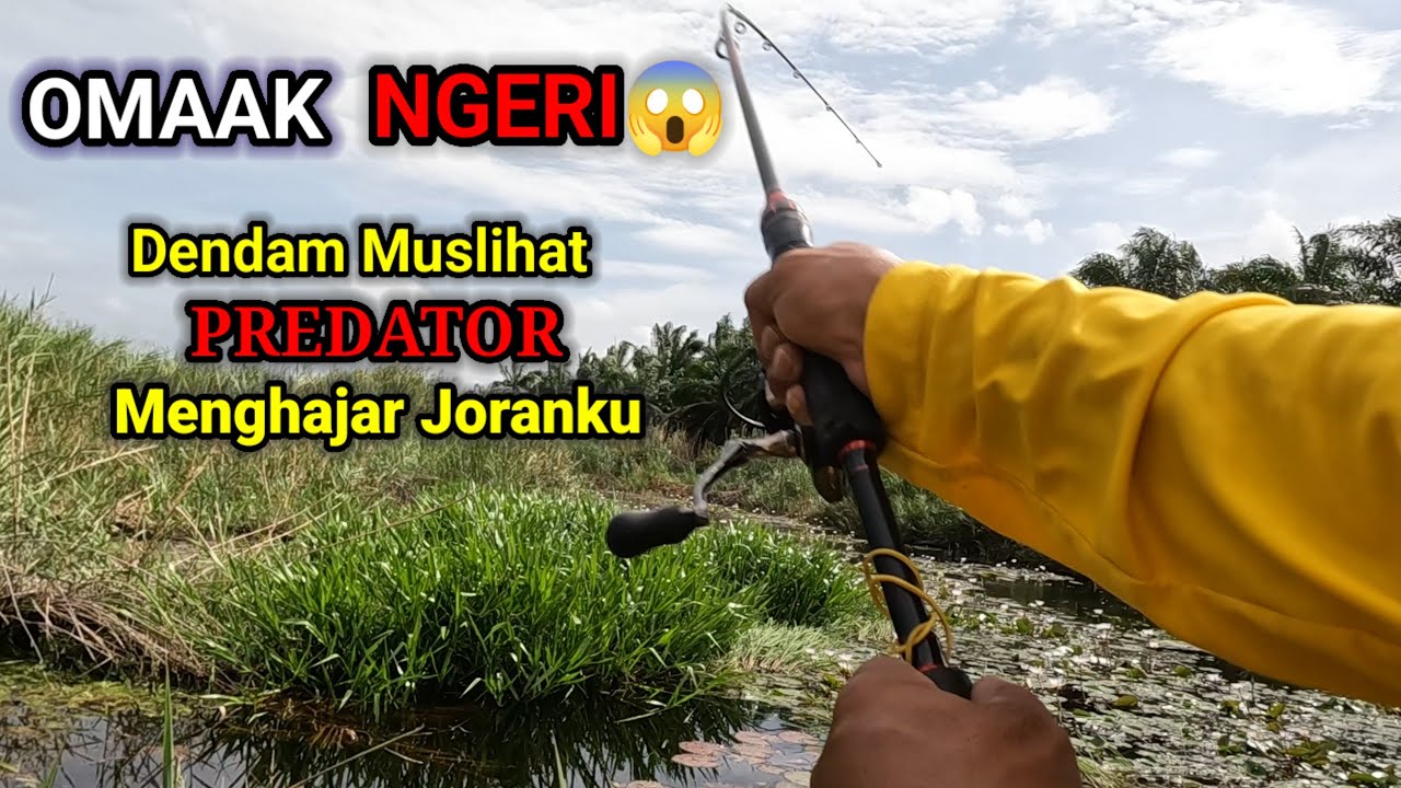 NGERI😱😱 Sougayilang KU di hajar PREDATOR PURBA || Casting Snakehead in malaysia-