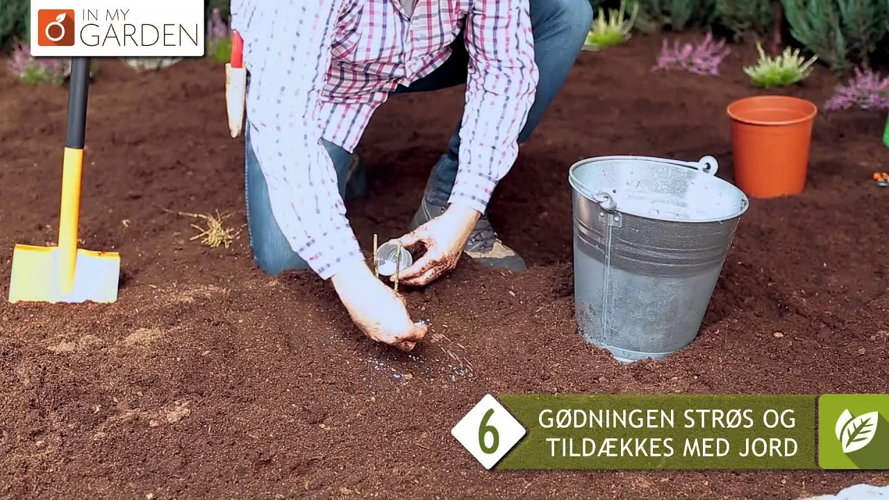 01 HVORDAN PLANTER MAN EN PRYDBUSK LEV  SOM KLUMPPLANTE