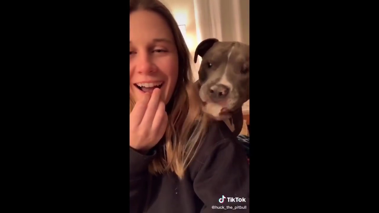 tik toks that show pit bulls are amazing little babies