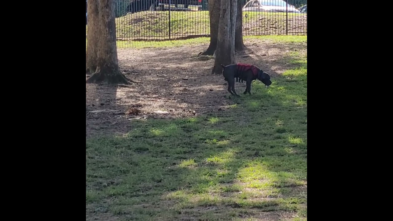Winter the Cane Corso meets her first boyfriend at the dog park! Meet Boston.