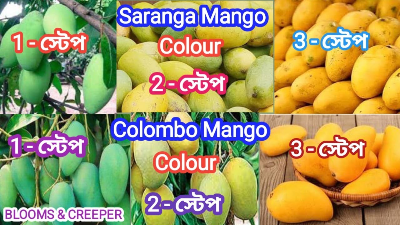 Sabnur Plant and Nursery তে ভ্যারাইটিস ফল ধরা আম ,লেবু গাছ পাওয়া যাচ্ছে তাড়াতাড়ি যোগাযোগ করুন।।