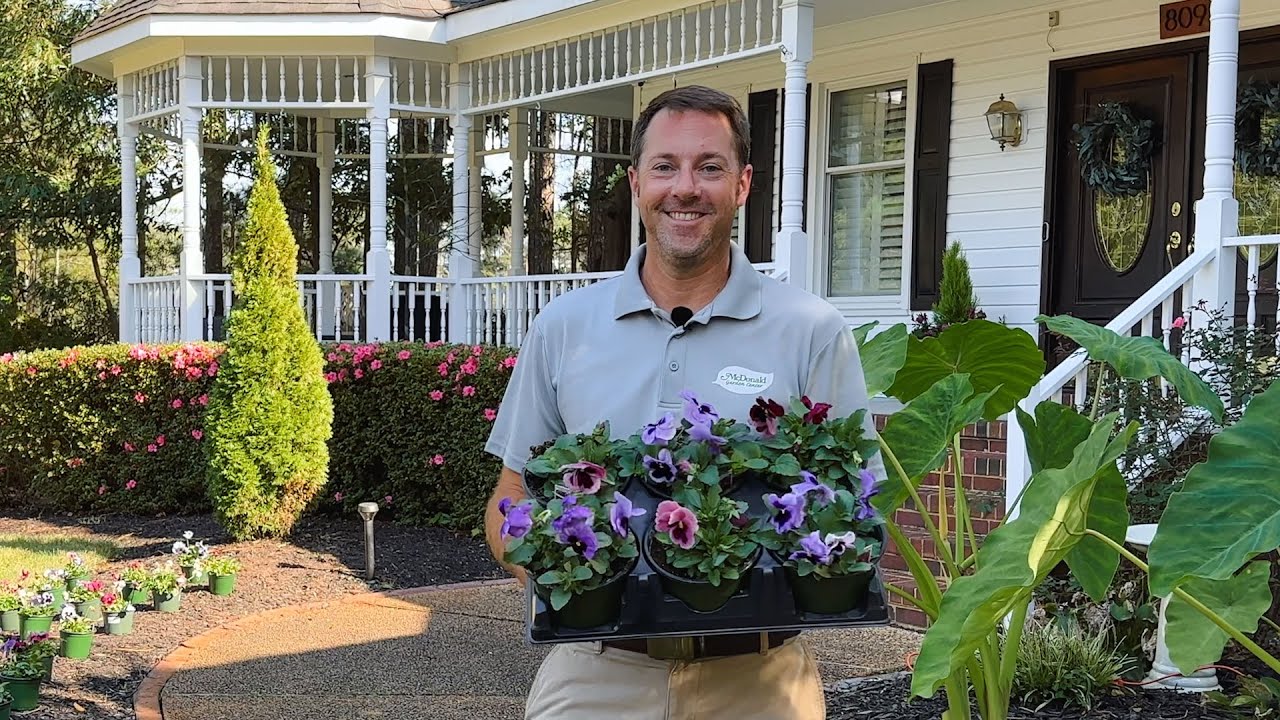 Four GREAT Ways to Use Pansies