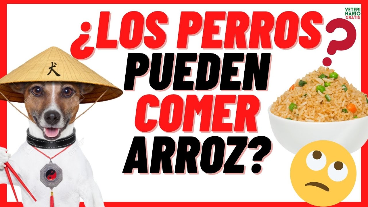 🔴¿ LOS PERROS PUEDEN COMER ARROZ? 🔴O ¿EL ARROZ ES MALO PARA LOS PERROS? 🔴