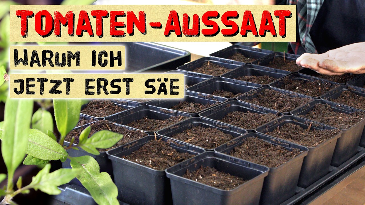 Warum ich Tomaten JETZT erst auss&auml;e. Aussaattipps f&uuml;r eine reiche Tomatenernte.