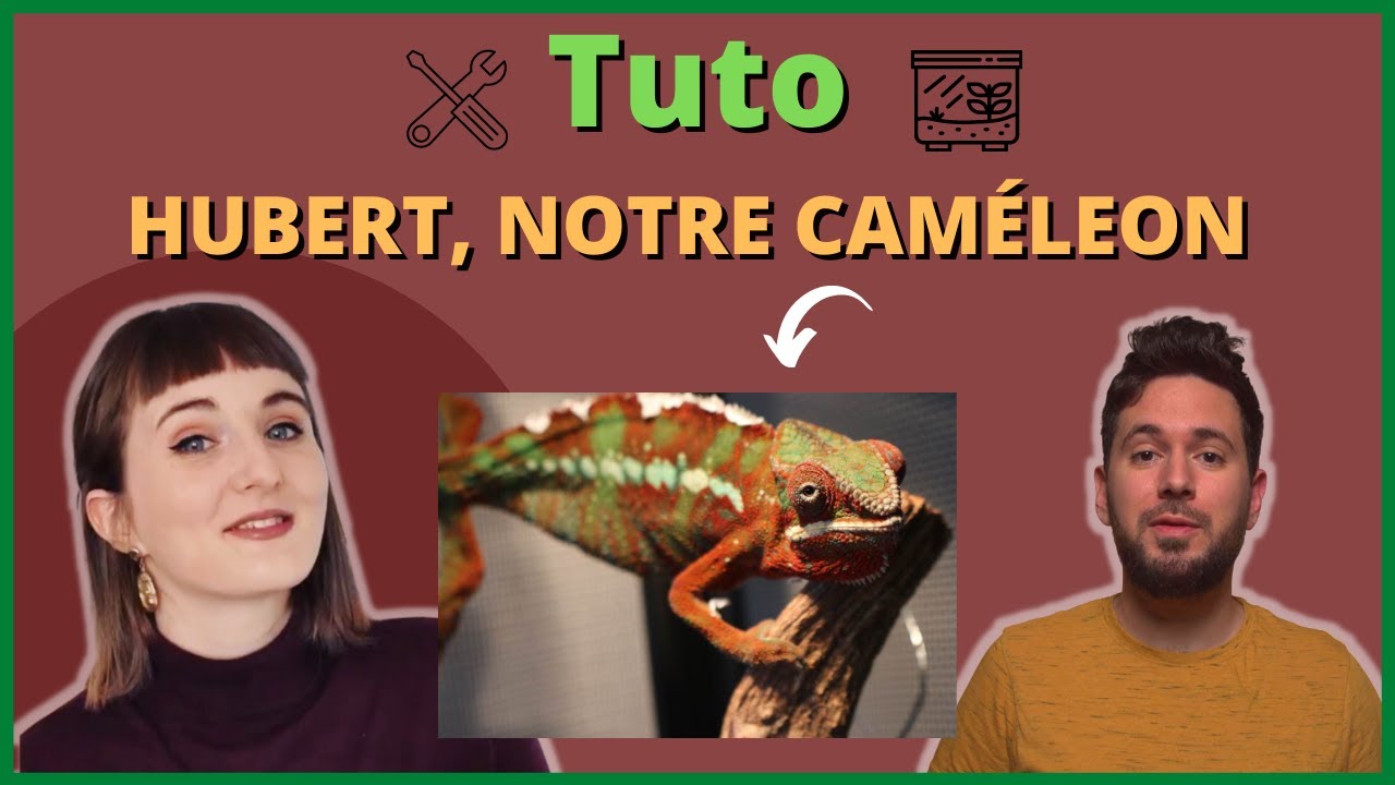 Guide - Installation de Hubert, notre caméléon panthère Furcifer pardalis
