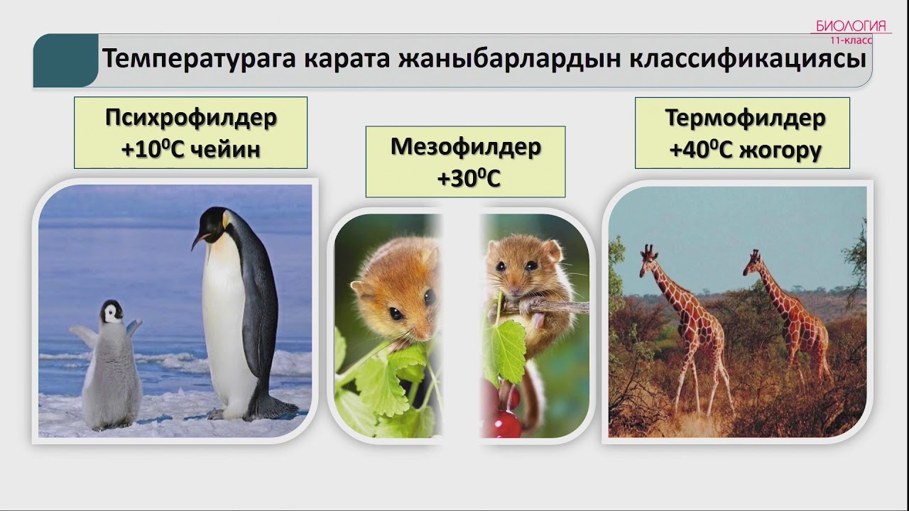 11-класс | Биология | Чөйрөнүн абиоталык шарттары жана алардын тирүү организмдерге тийгизген таасири