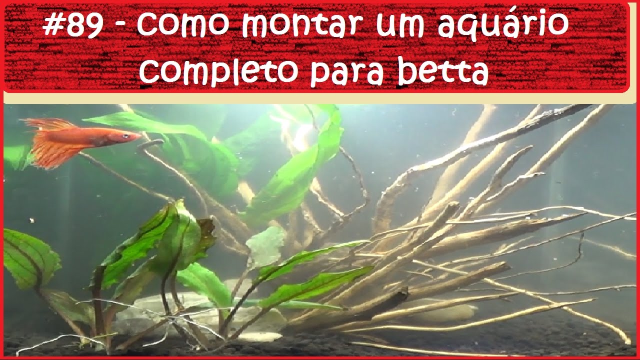 Como montar um aquário completo para betta