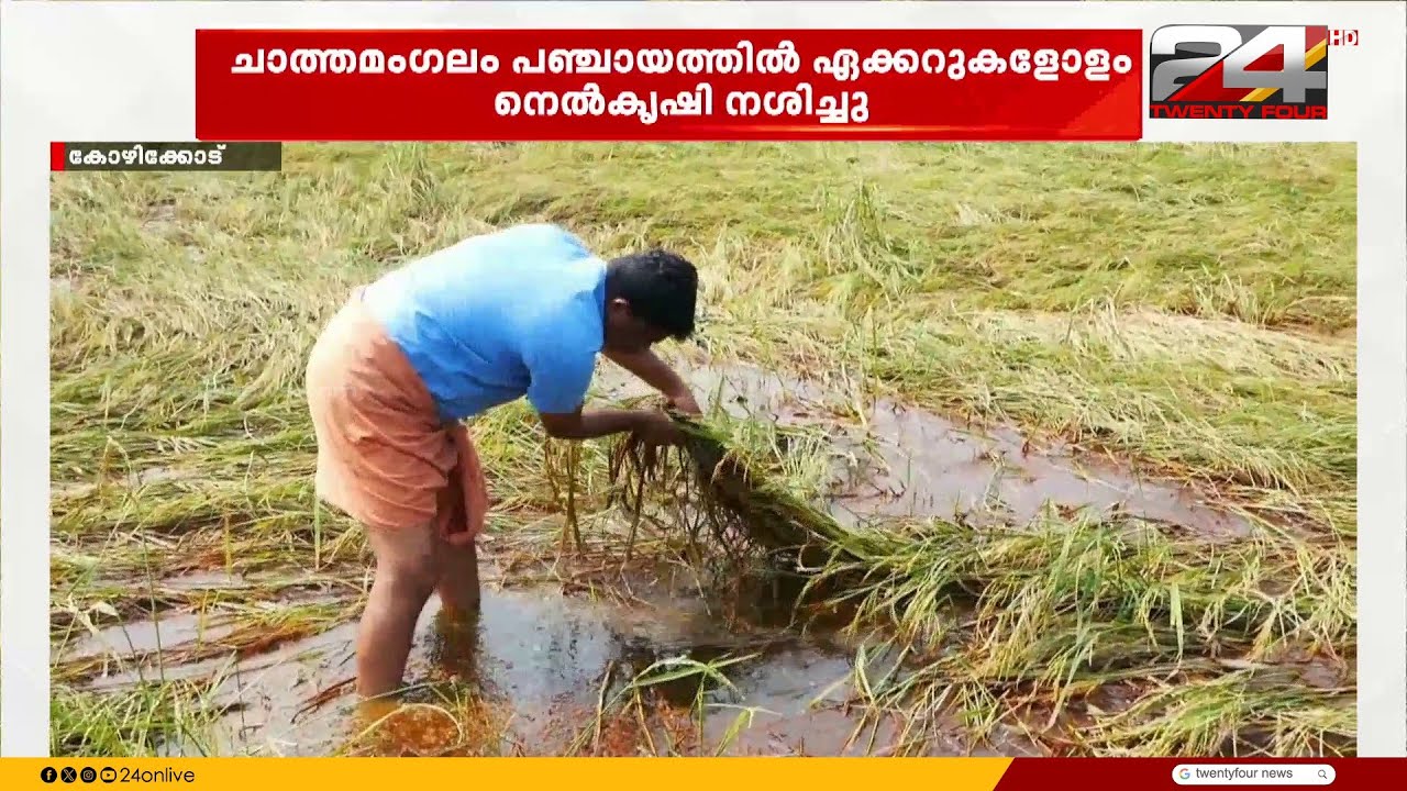 അപ്രതീക്ഷിത മഴയിൽ വൻ കൃഷി നാശം; കോഴിക്കോട് പ്രതിസന്ധിയിലായി കർഷകർ
