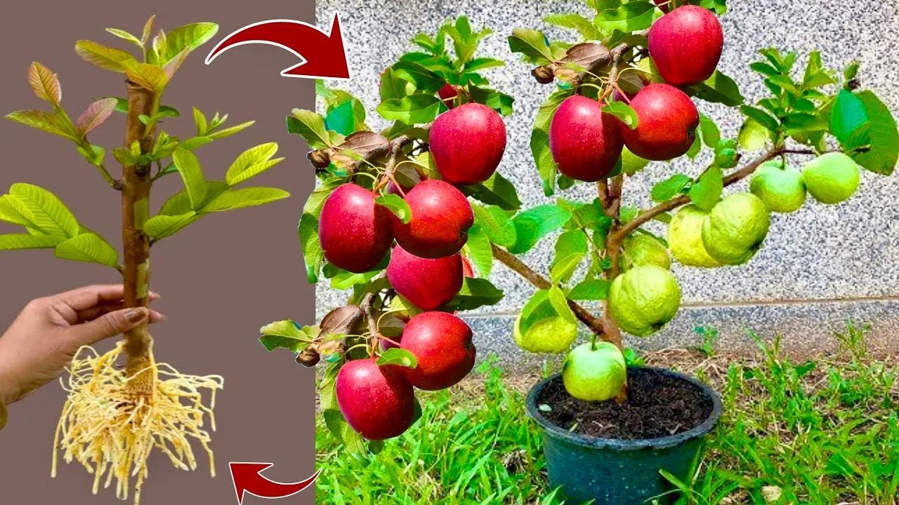 🔴LIVE: 🌱How to grafting guava tree with apples fruit using Coca Cola Get fruit fast 100%