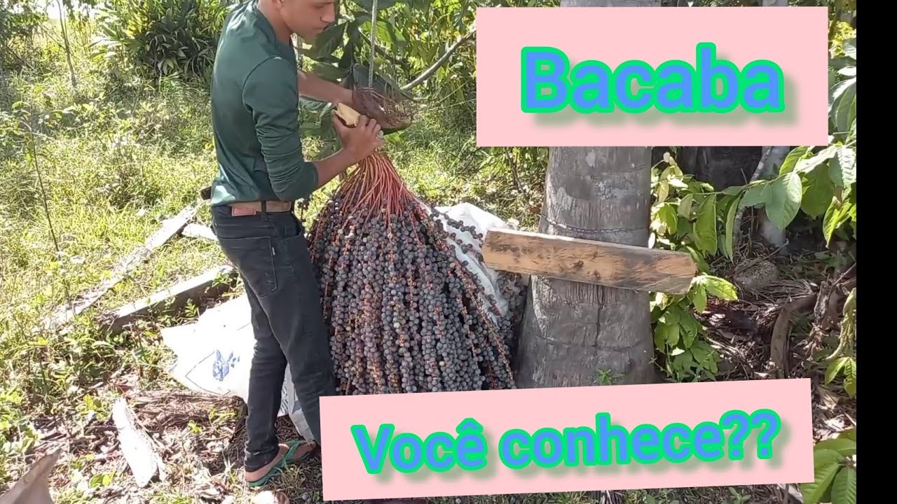 Colhendo Bacaba.
