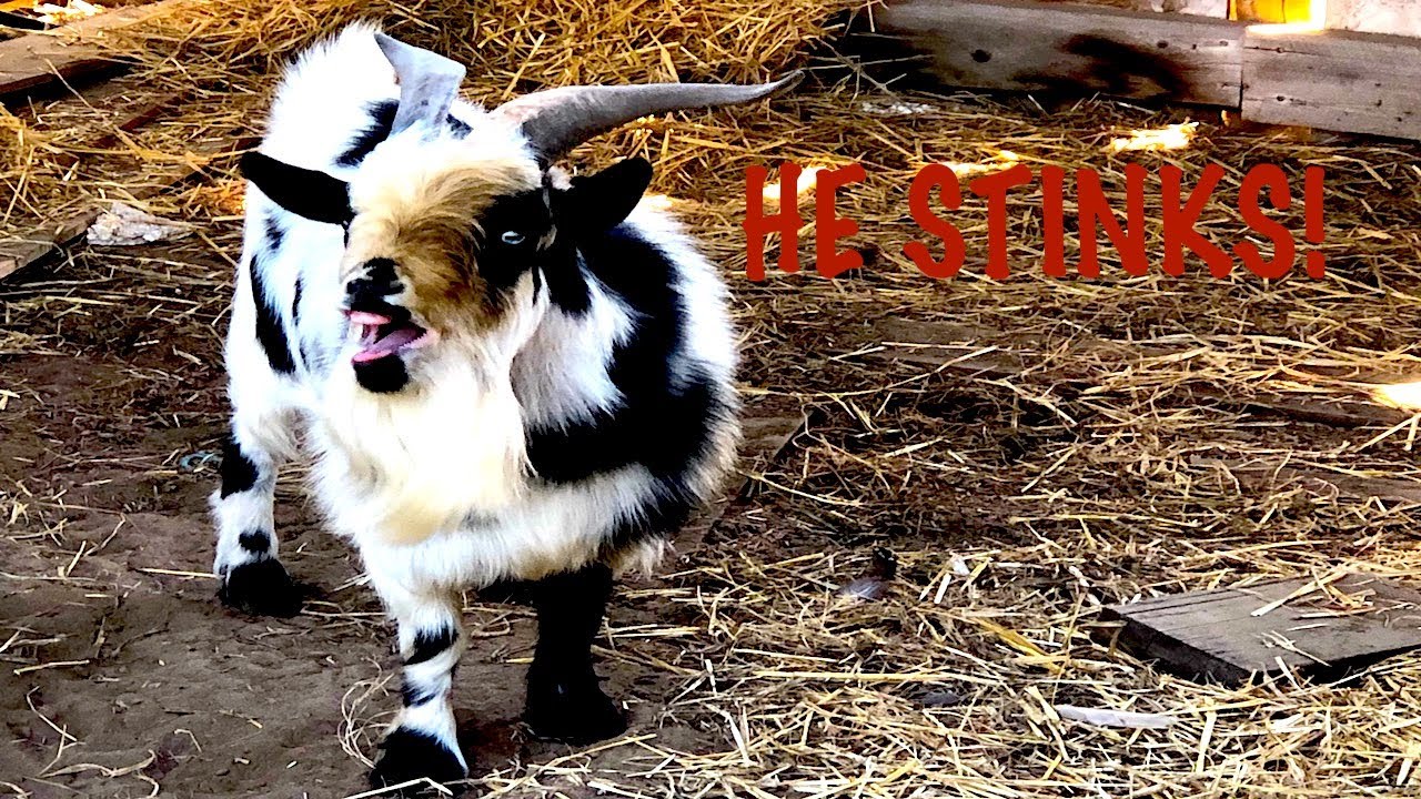 Wrangling Our STINKY Billy Goat For A PEDICURE!