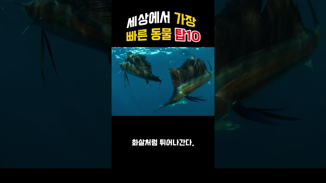 세상에서 가장 빠른 동물 탑10#짤#동물#짜투리#유머