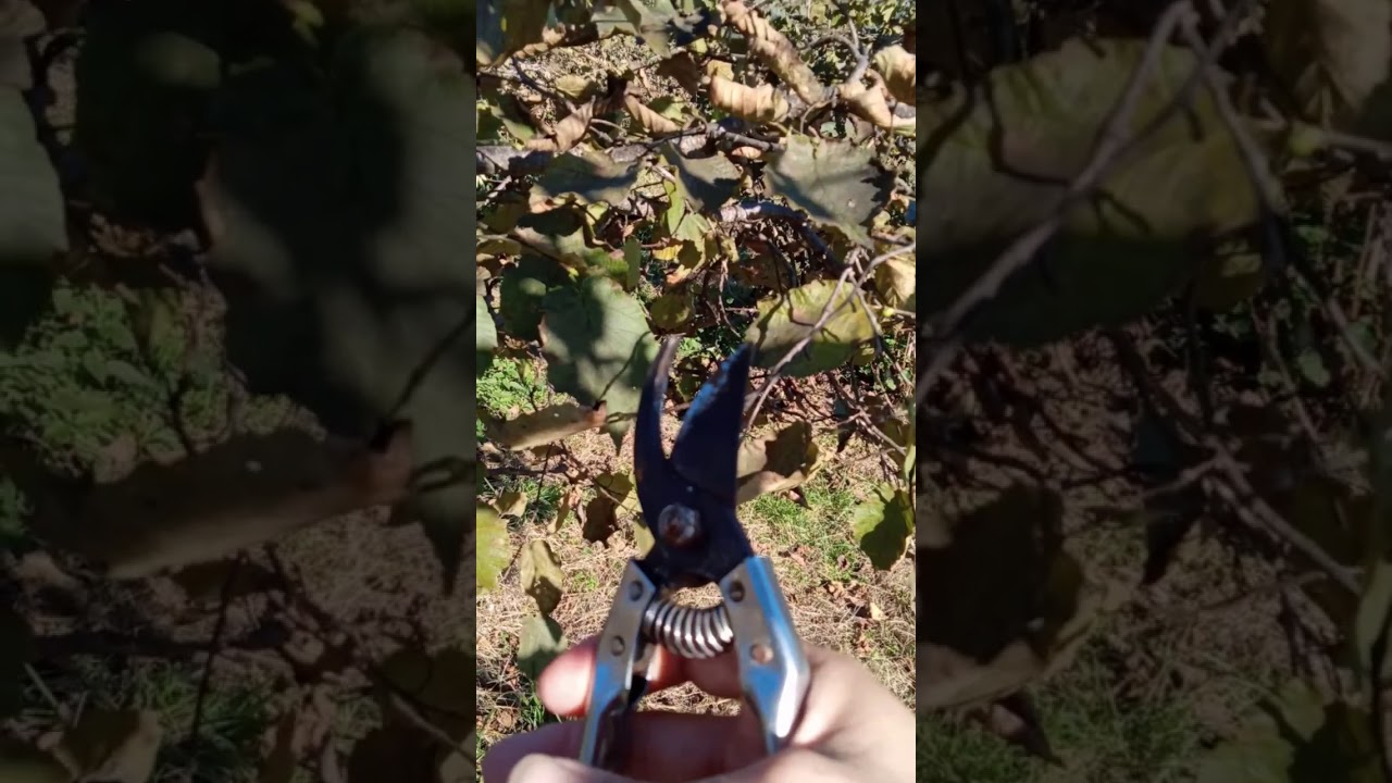 Eski dikim  FINDIK BAHÇELERİNDE yapılacak başlıca BUDAMA YÖNTEMLERi