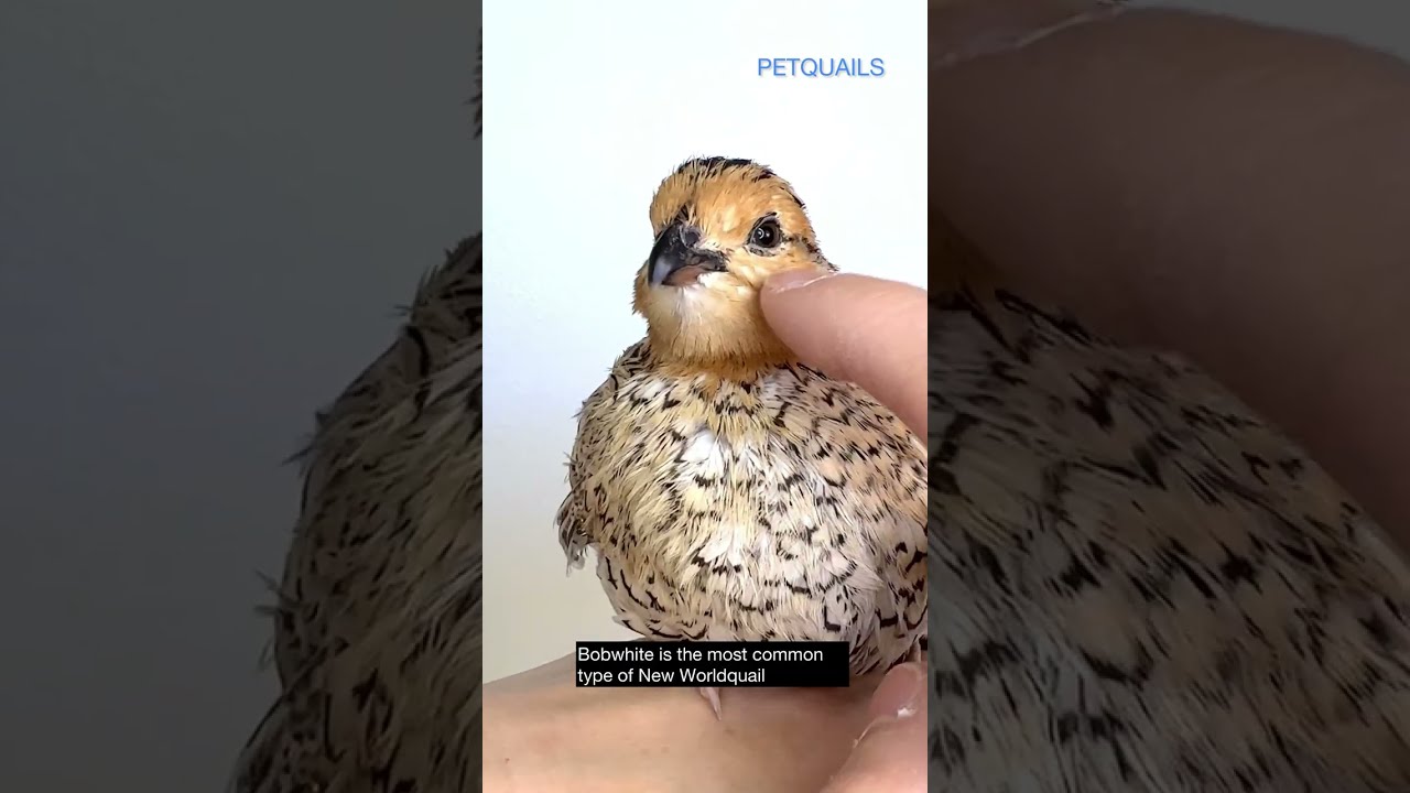 The best quail species to raise as pets - part 5: Bobwhite