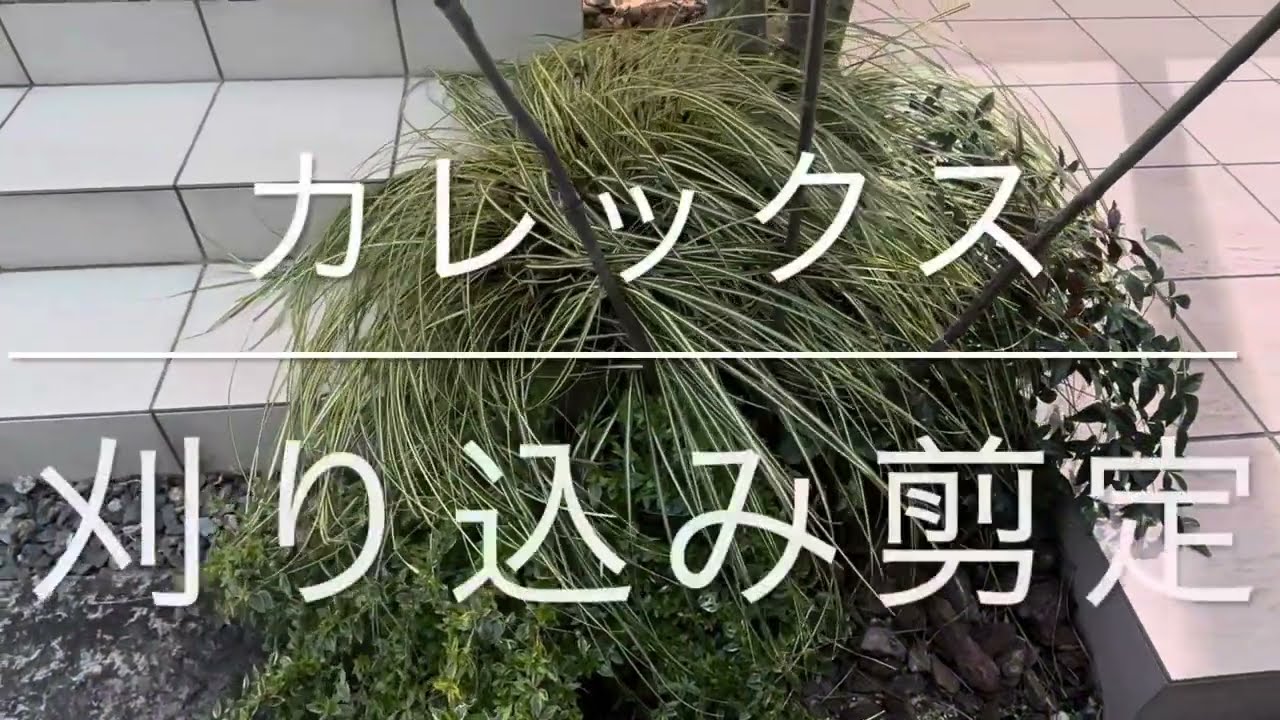 【カレックス（ベアグラス）の刈り込み剪定】ガーデニング　春の更新作業