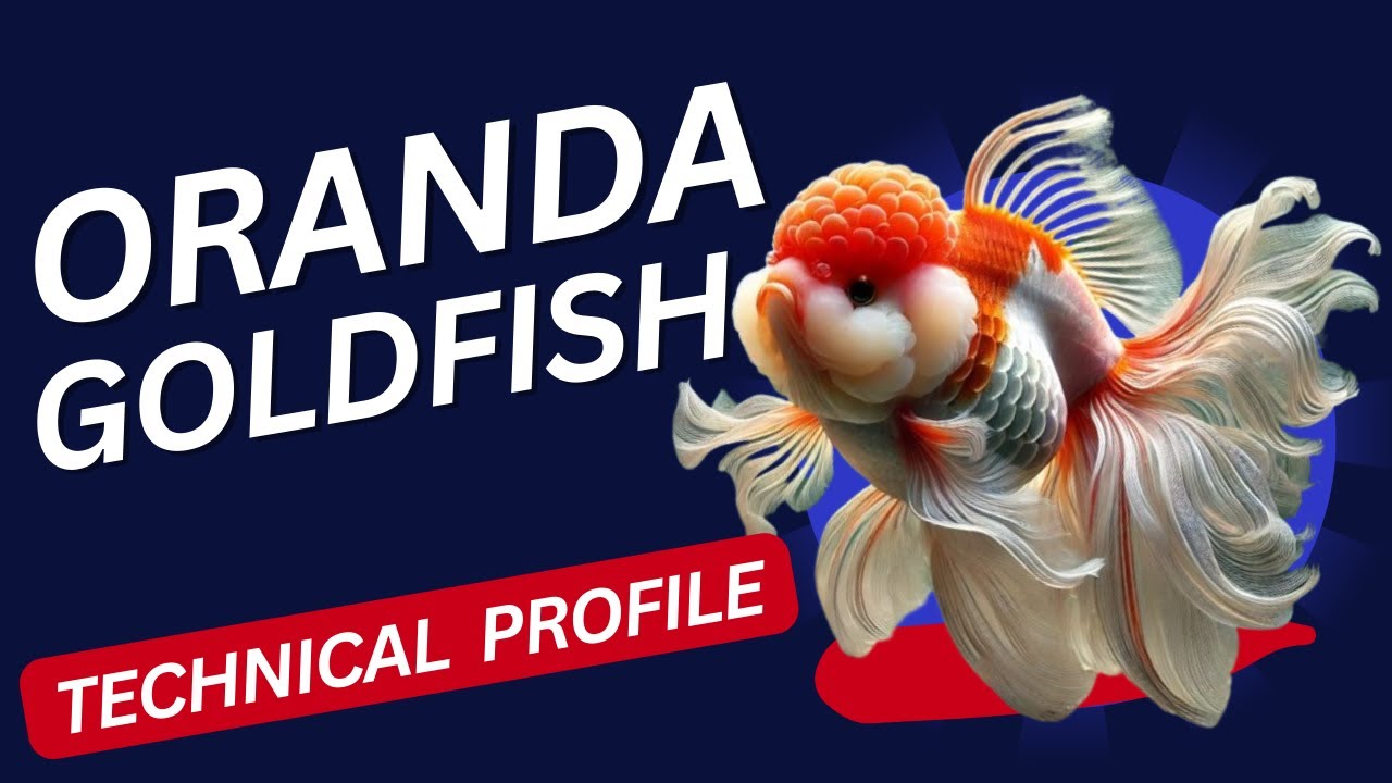 Ornamental fish - Oranda Goldfish | Kingyo #goldfish #oranda