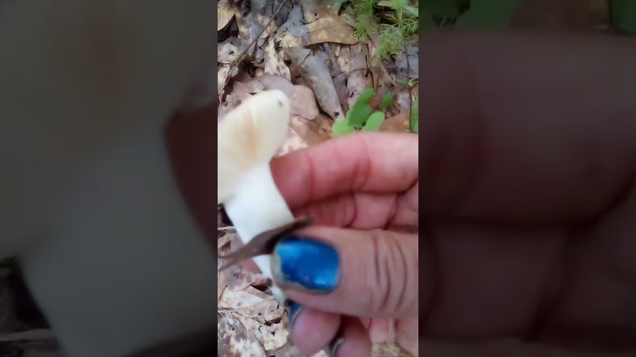 Russula Red Mushroom 6/3/24