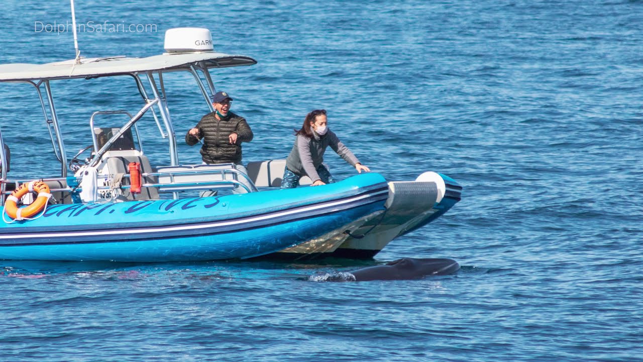 MINKE WHALE Comes Over to Check Out Our Zodiac Boat | Whale Mugging