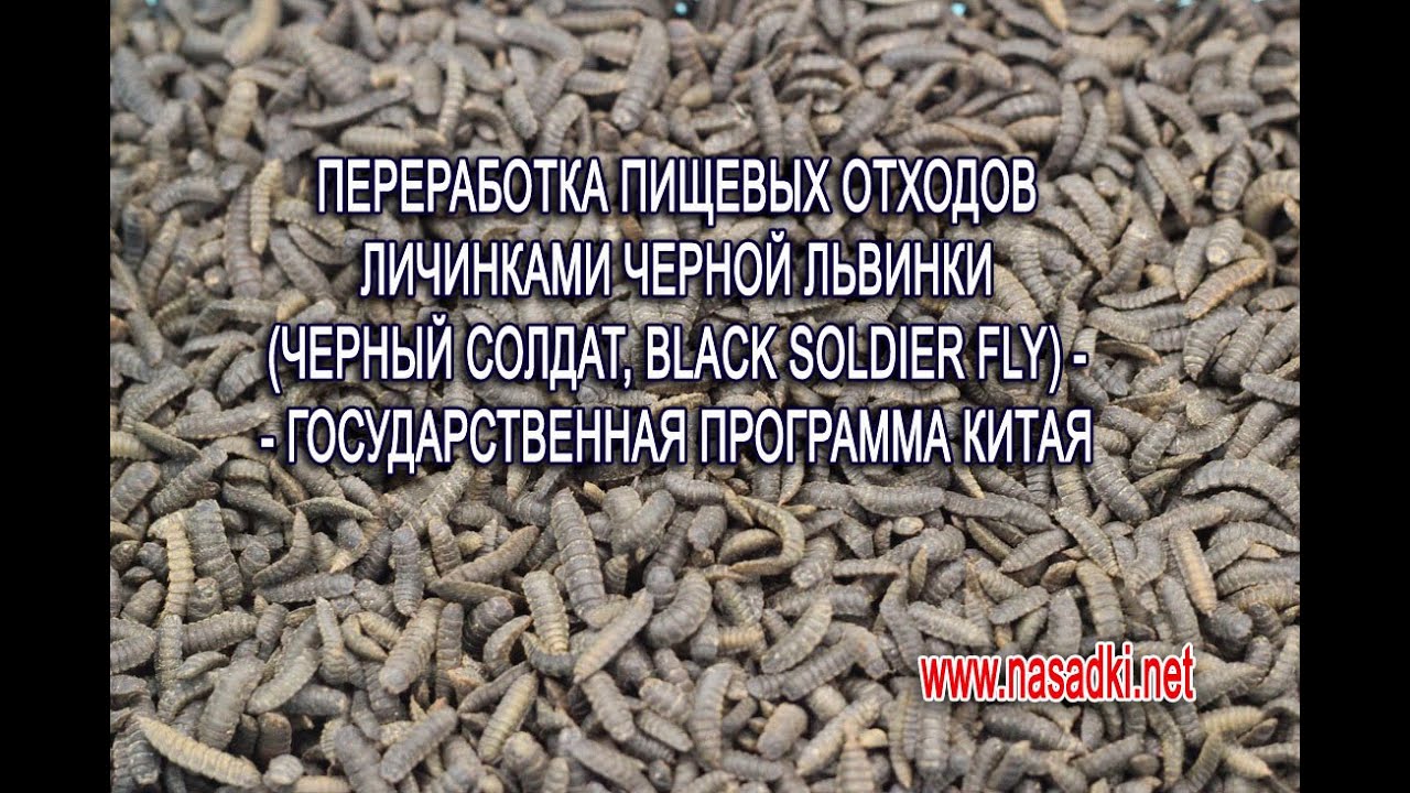 Разведение личинок черной львинки в Китае промышленным способом