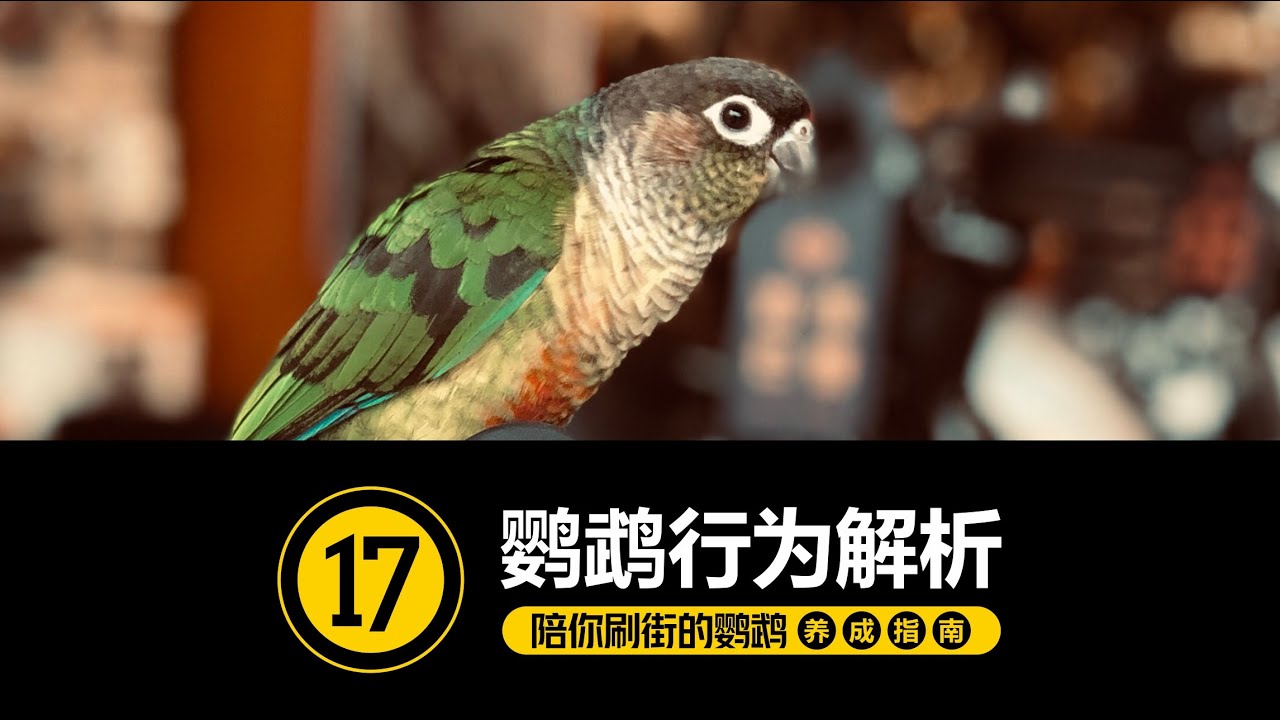 知此知彼，百战不殆~！ [#17-鹦鹉行为解析 ]【手养鹦鹉】