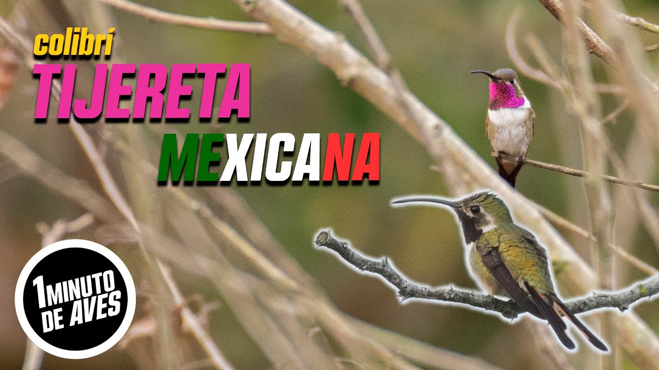 Un ave ENDÉMICA que vive en dos lugares | 