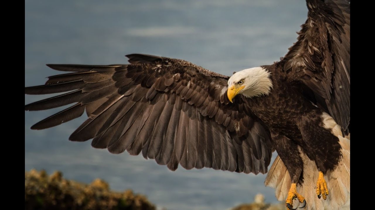 Season of the Eagle and Salmon