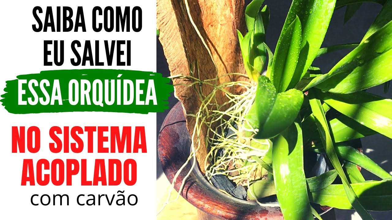 COMO SALVAR CHUVA DE OURO DESIDRATADA, de RAÍZES MORTAS e bulbos enrugados