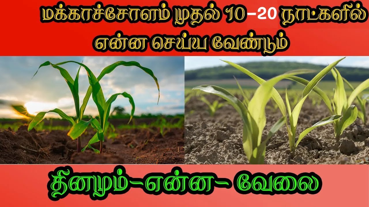 மக்காச்சோளம் 11 to 20 நாட்களில் என்ன செய்ய வேண்டும் _ First 10 to 20  days Maintanance  Maize | Corn