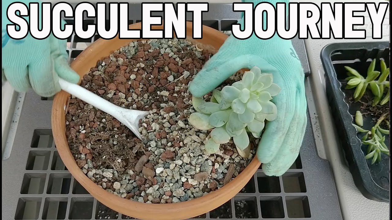 Succulent Journey #5- Repotting Sad Succulents - Relax and Enjoy The Nature Sounds!