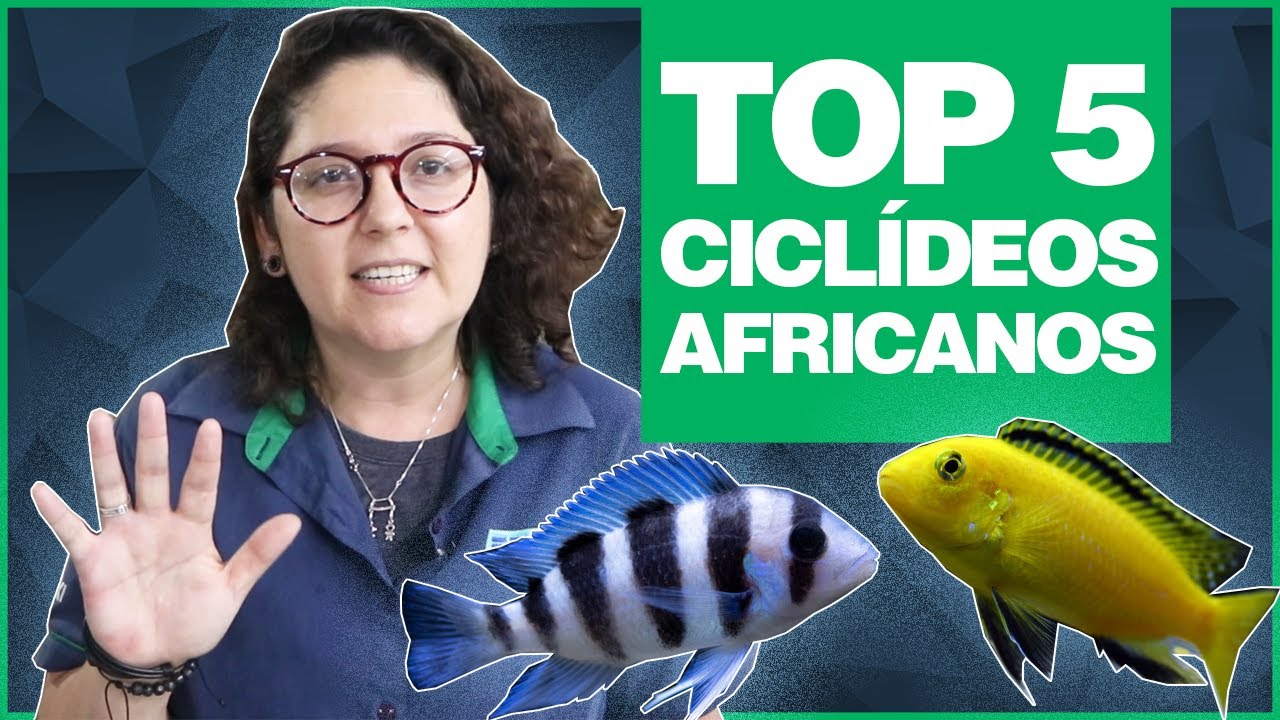 TOP 5 CICLÍDEOS AFRICANOS - Os mais bonitos e mais fáceis de cuidar!