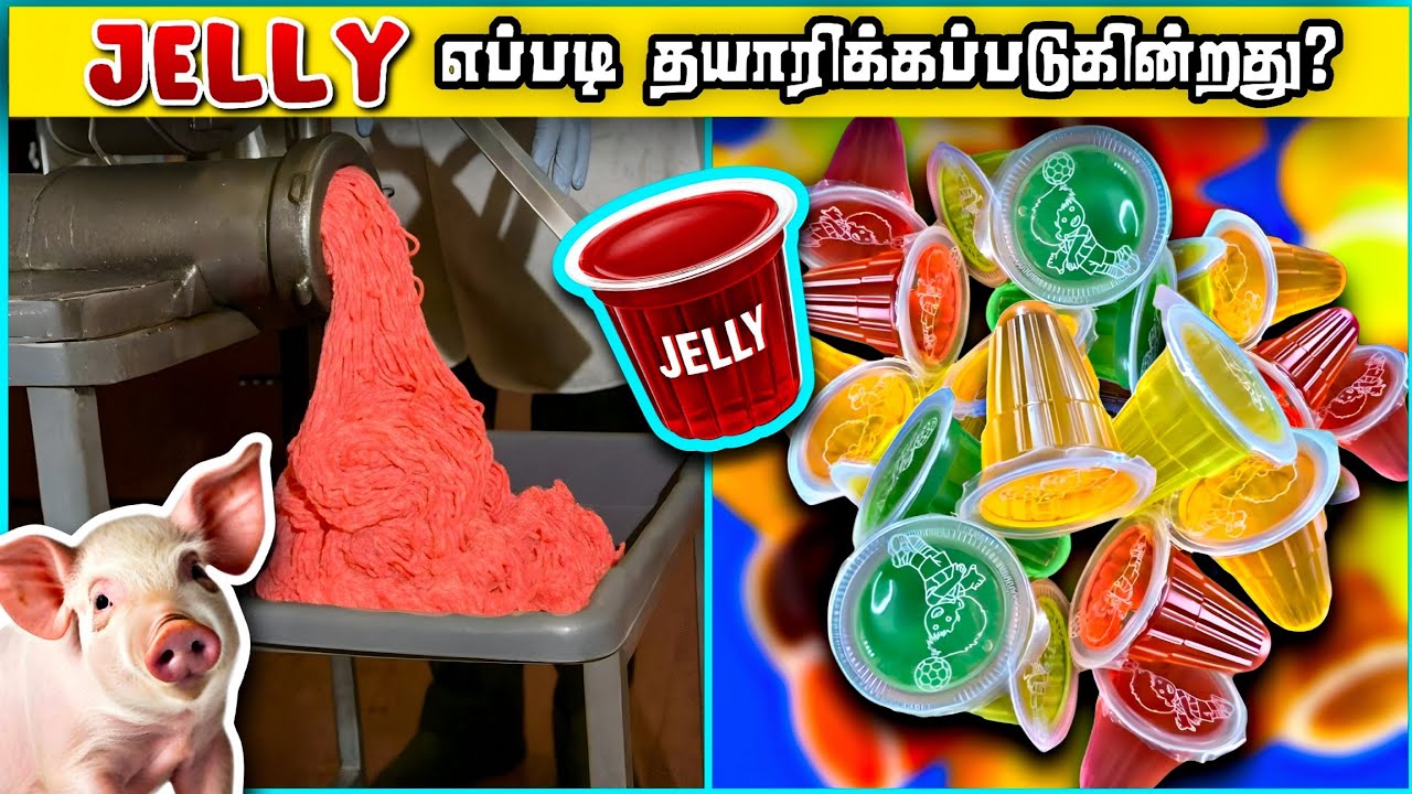 How Jelly are made in தமிழ் | Amazing Factories | The Magnet Facts