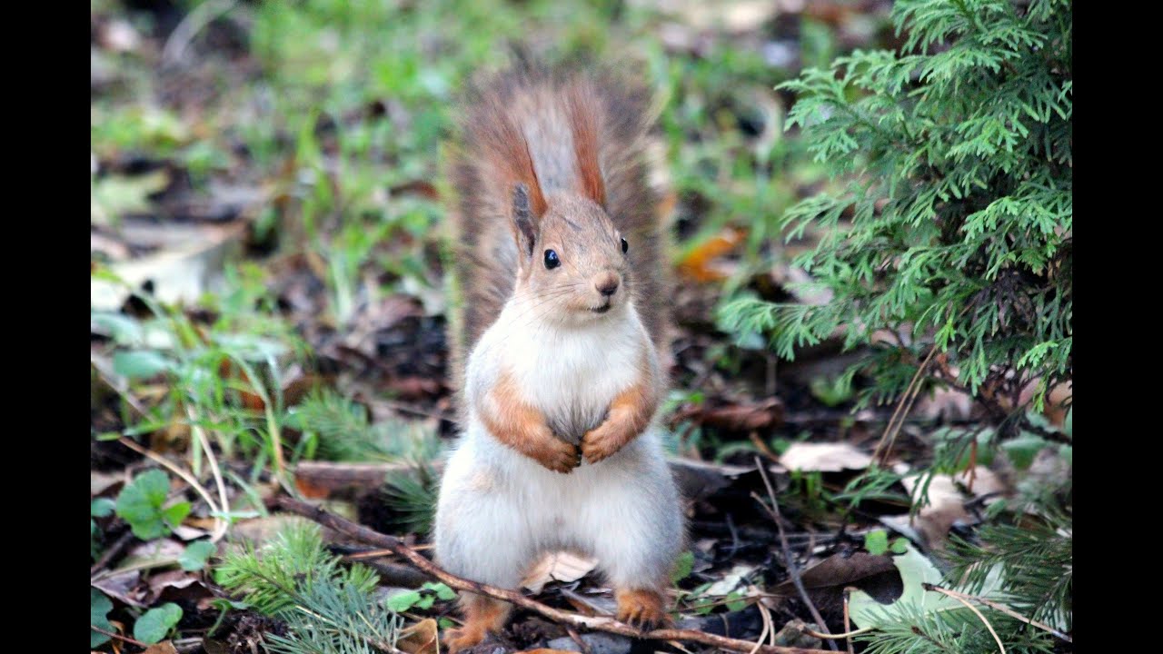 Baby Squirrels Eating Nuts - CUTEST Compilation